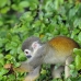 monkey_squirrel_common_la_v_0659_ecu2611.jpg